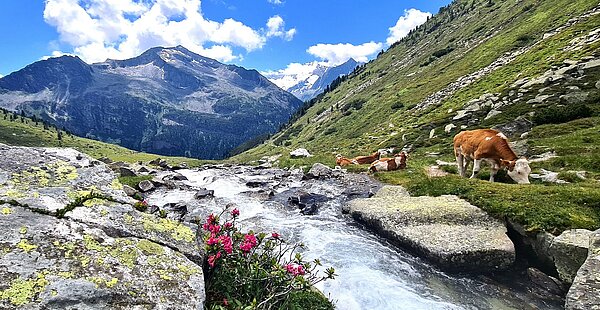 Zillertal - Hotel zum Pinzger